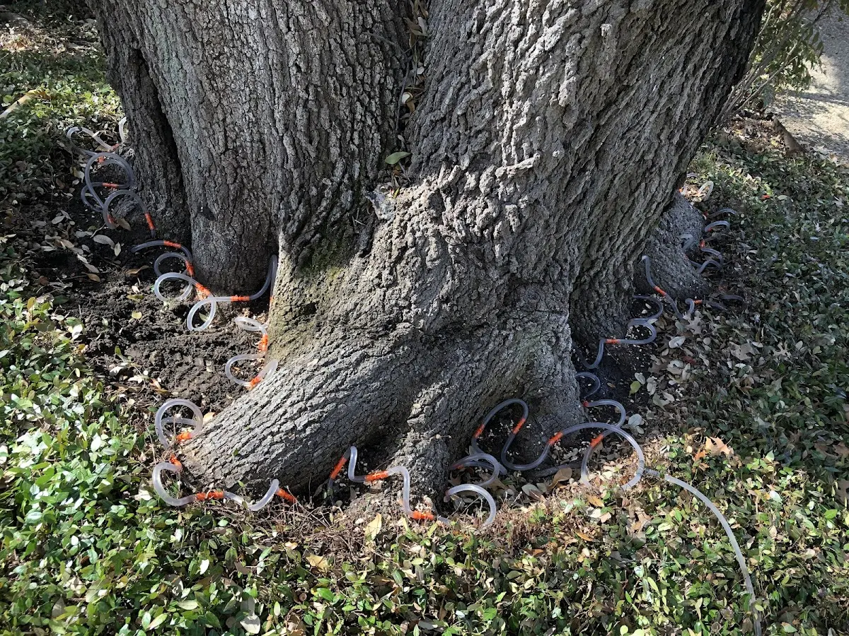 Detailed Tree Cabling and Bracing job site in Murrysville