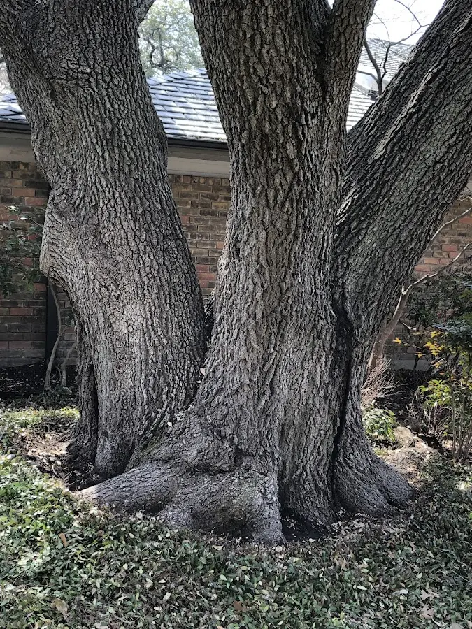 Mature heritage tree close to a Murrysville property cared for by certified arborists